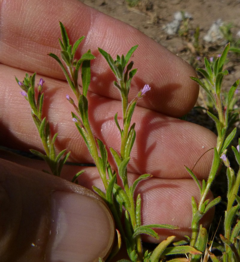 Torrey's Willowherb photo 4