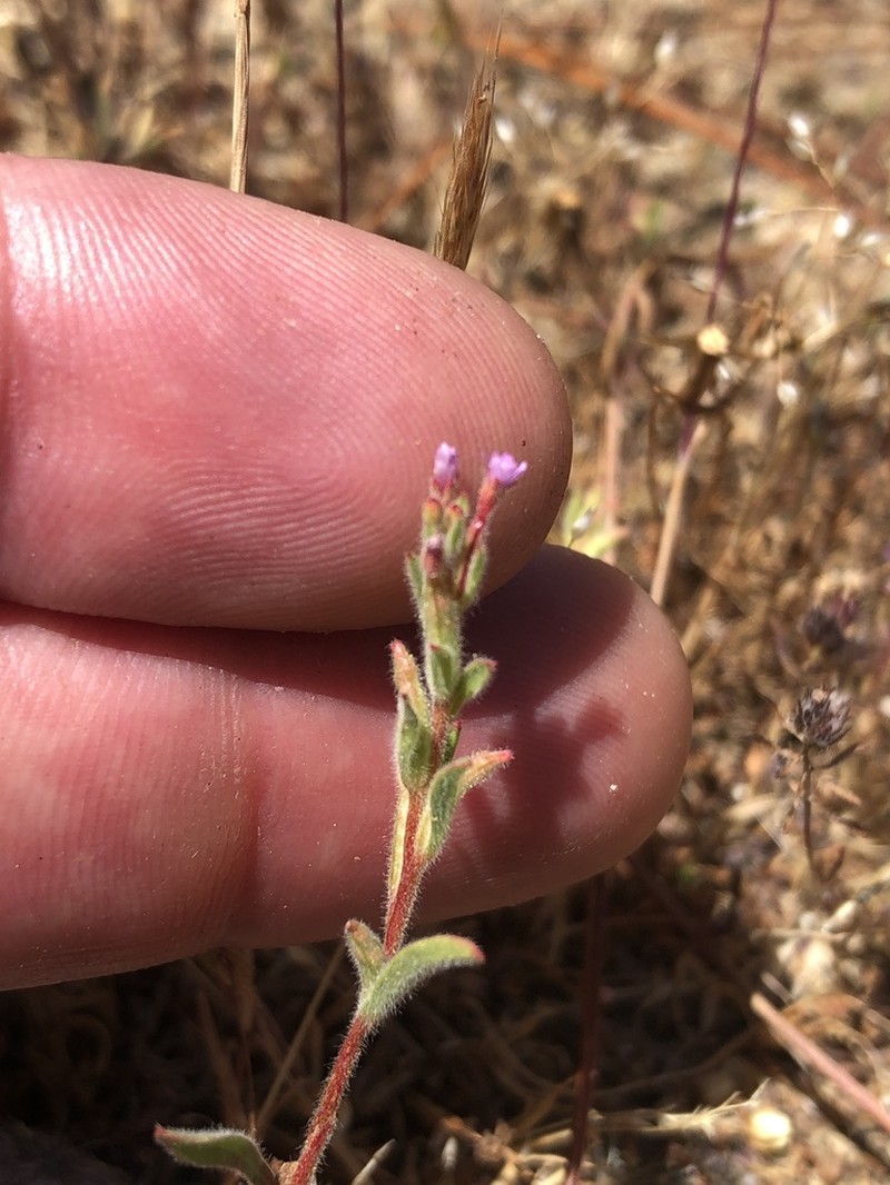 Torrey's Willowherb photo 6