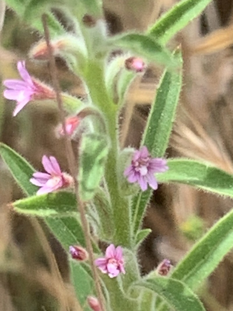 Torrey's Willowherb photo 7