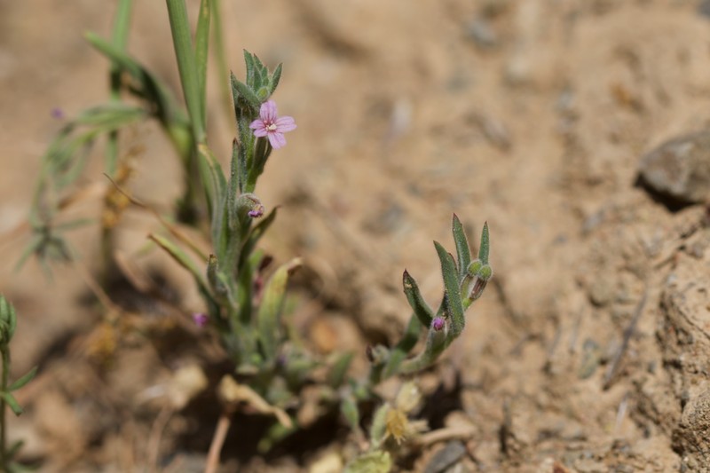 Torrey's Willowherb photo 8