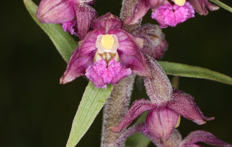 Royal Helleborine photo 2