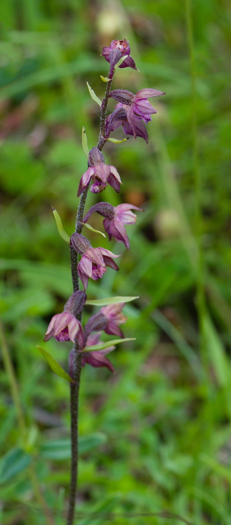 Royal Helleborine photo 3