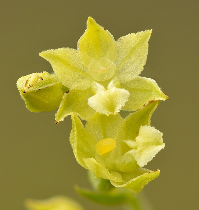 Royal Helleborine photo 4