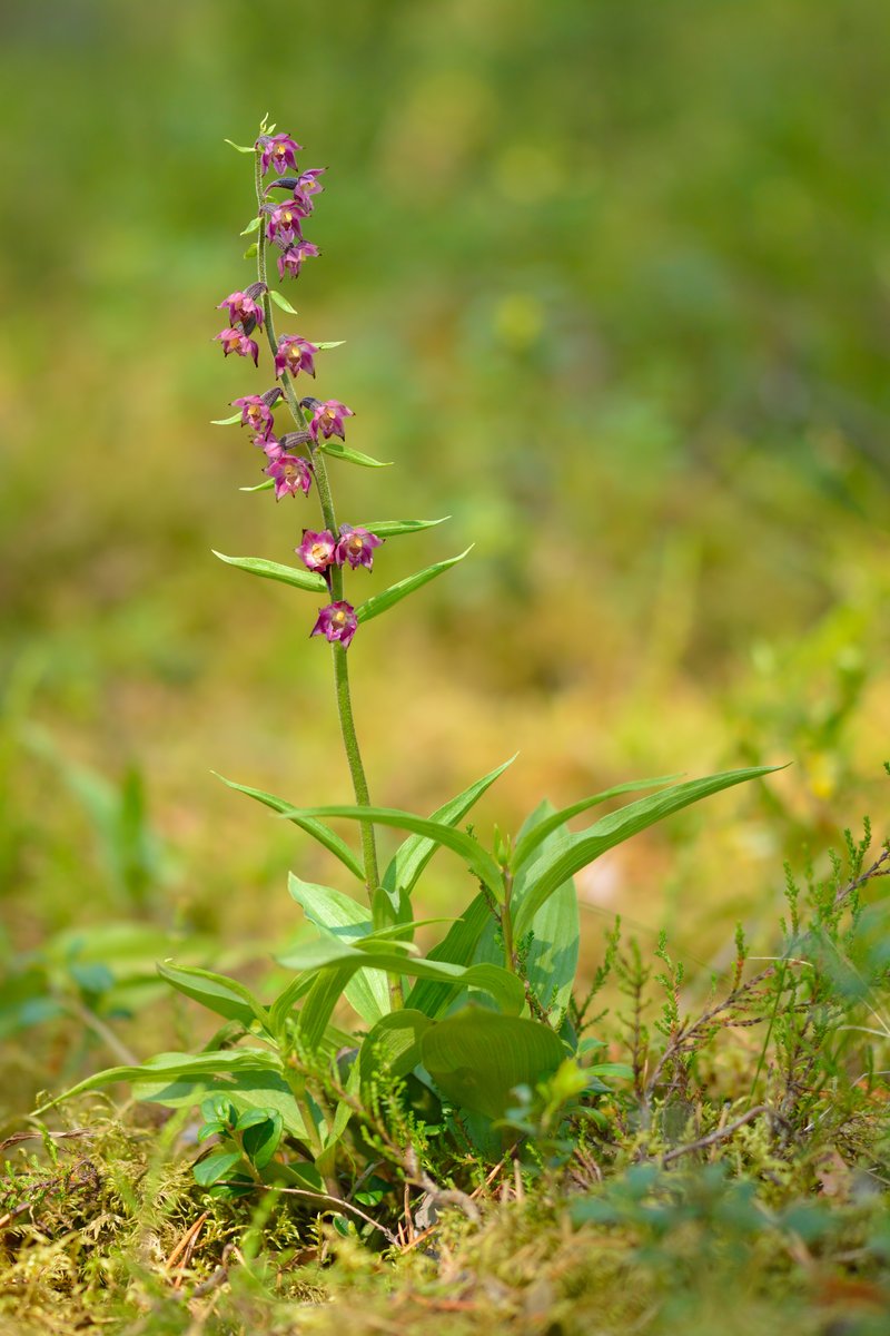 Royal Helleborine photo 5