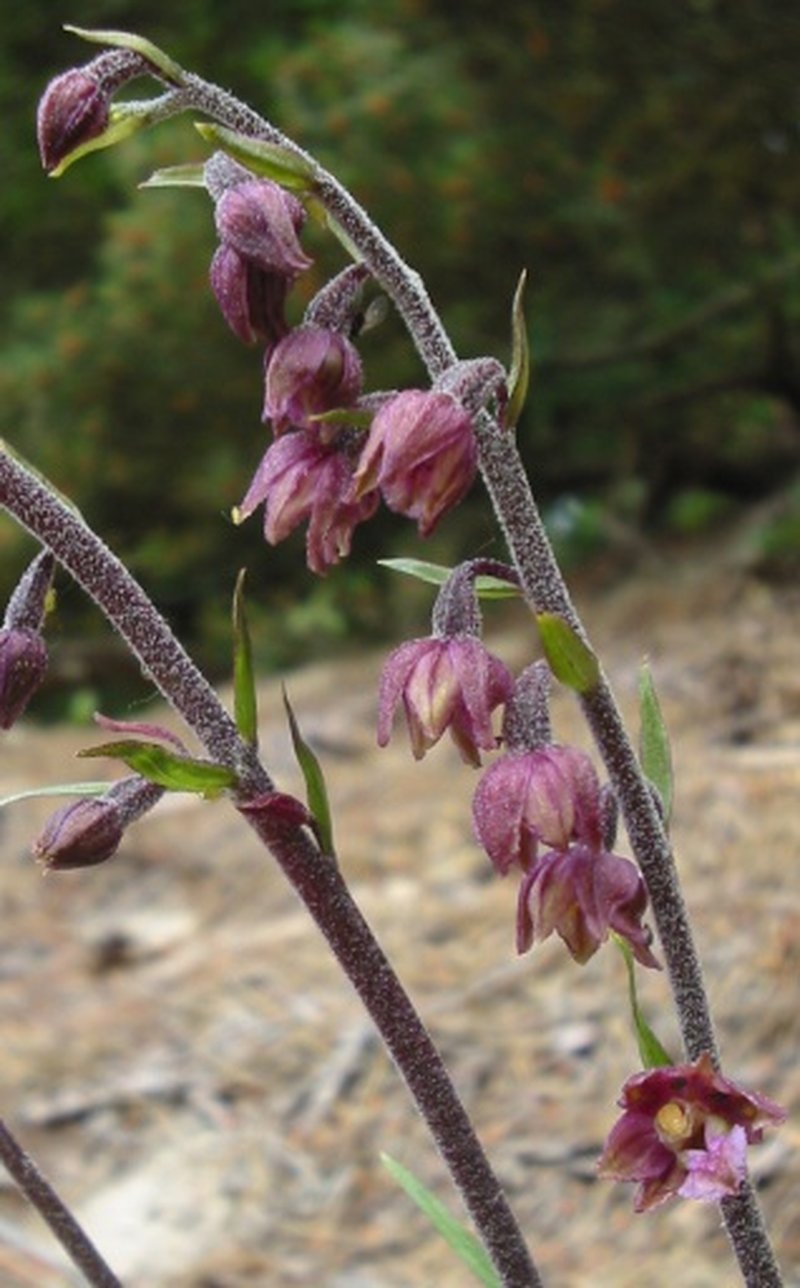Royal Helleborine photo 6