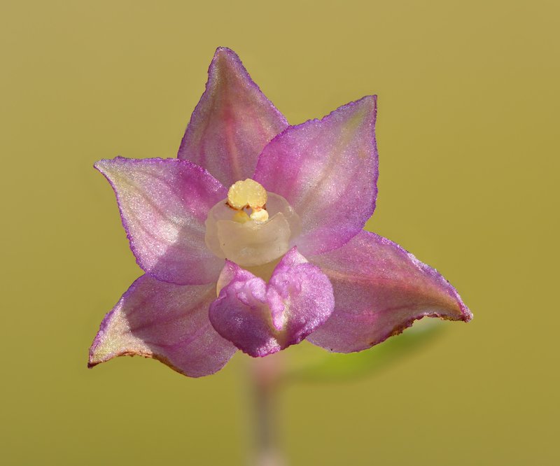 Royal Helleborine photo 7