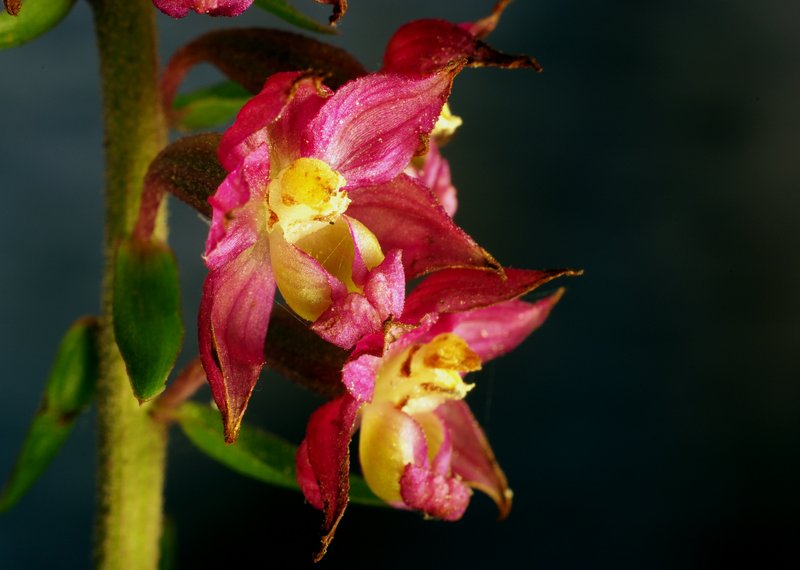 Royal Helleborine photo 8