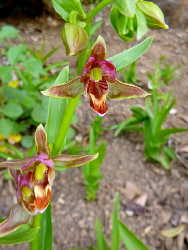 Stream Orchid
