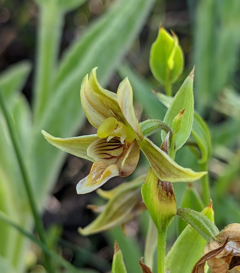 Stream Orchid photo 2