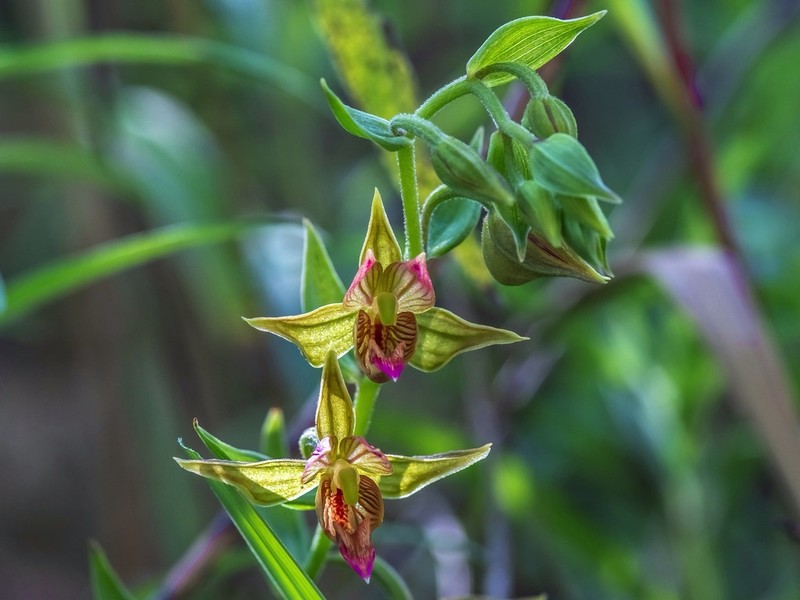 Stream Orchid photo 3