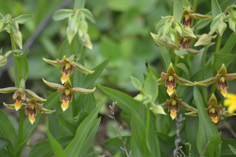 Stream Orchid photo 4
