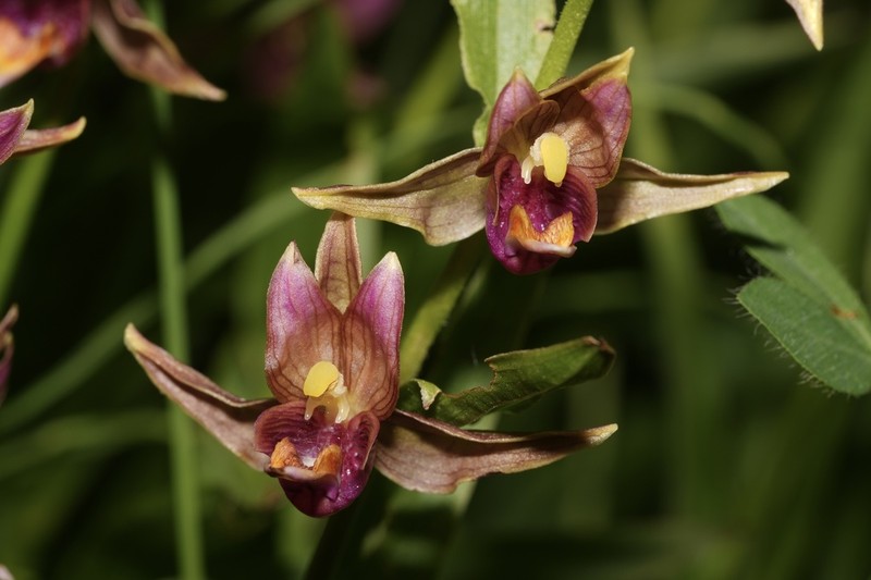 Stream Orchid photo 5