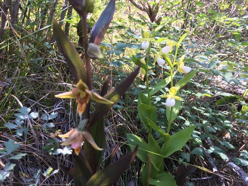 Stream Orchid photo 6
