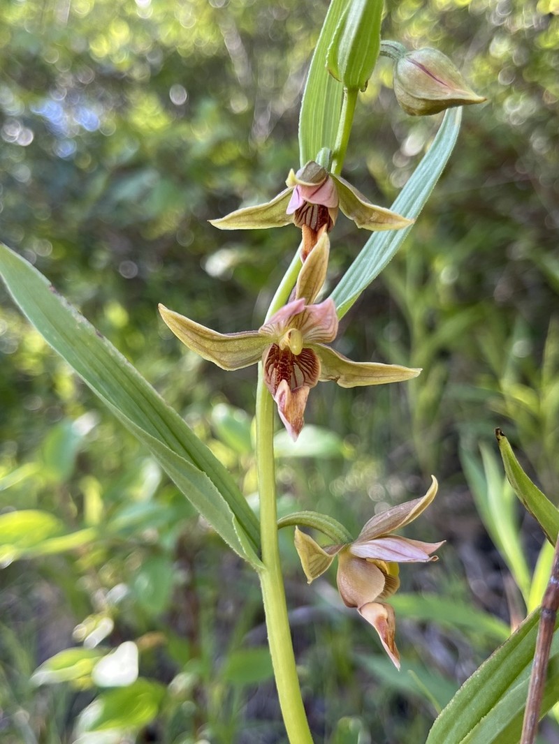 Stream Orchid photo 7
