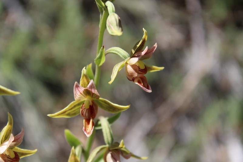 Stream Orchid photo 8