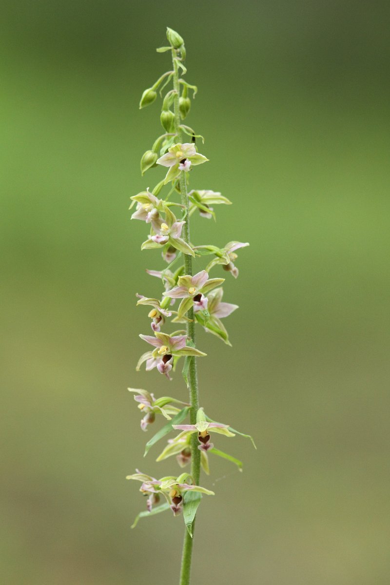 Broadleaf Helleborine photo 2