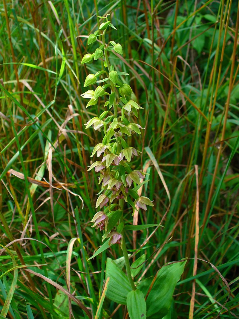 Broadleaf Helleborine photo 3