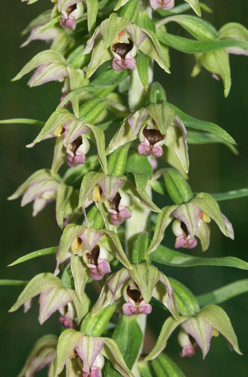 Broadleaf Helleborine