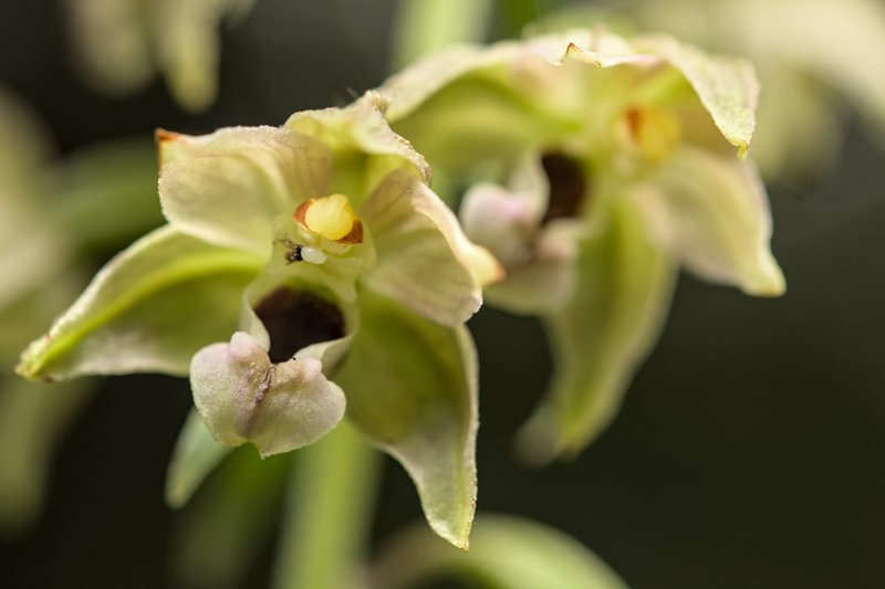 Broadleaf Helleborine photo 4