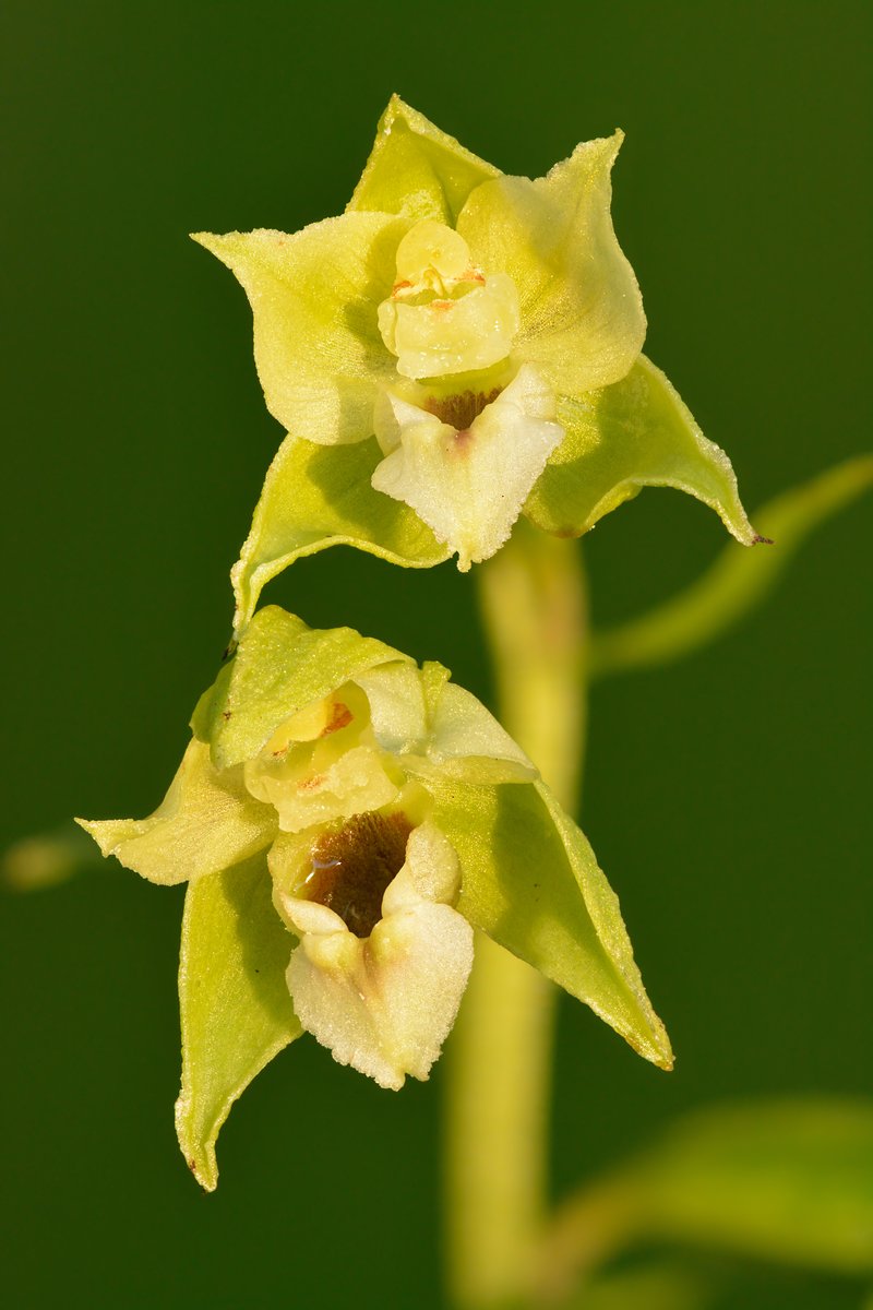 Broadleaf Helleborine photo 5