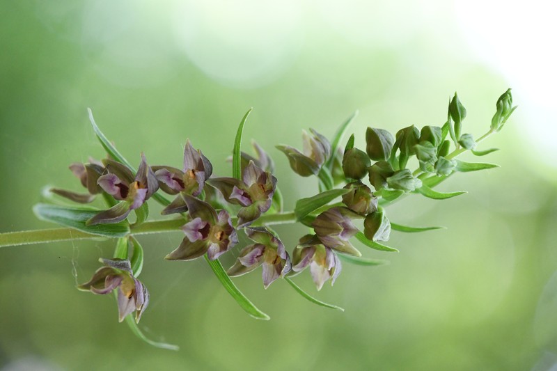 Broadleaf Helleborine photo 7