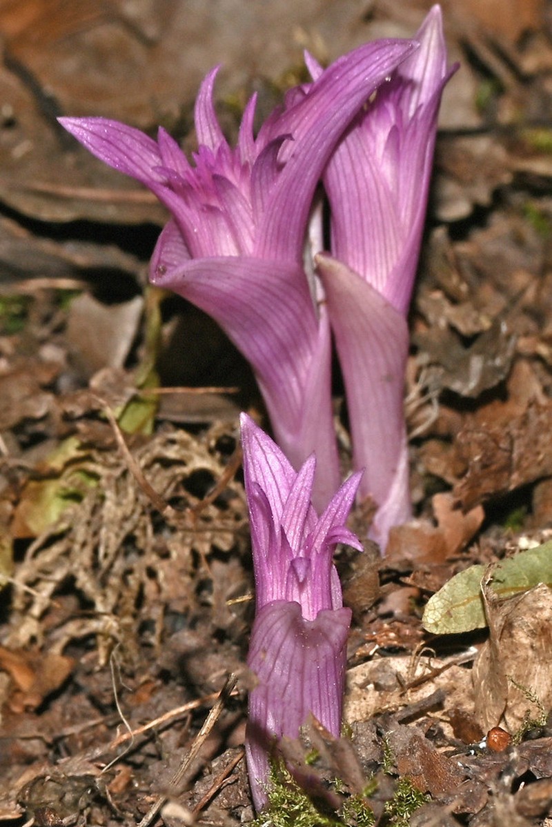Epipactis purpurata subsp. purpurata