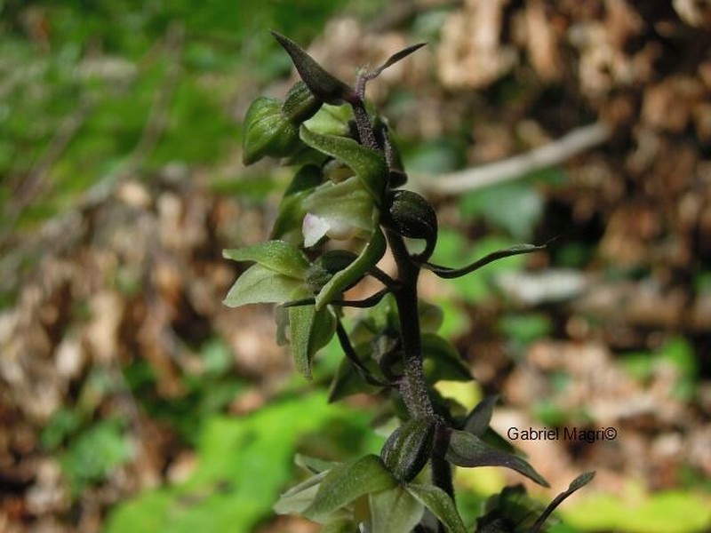 Epipactis purpurata subsp. purpurata photo 2