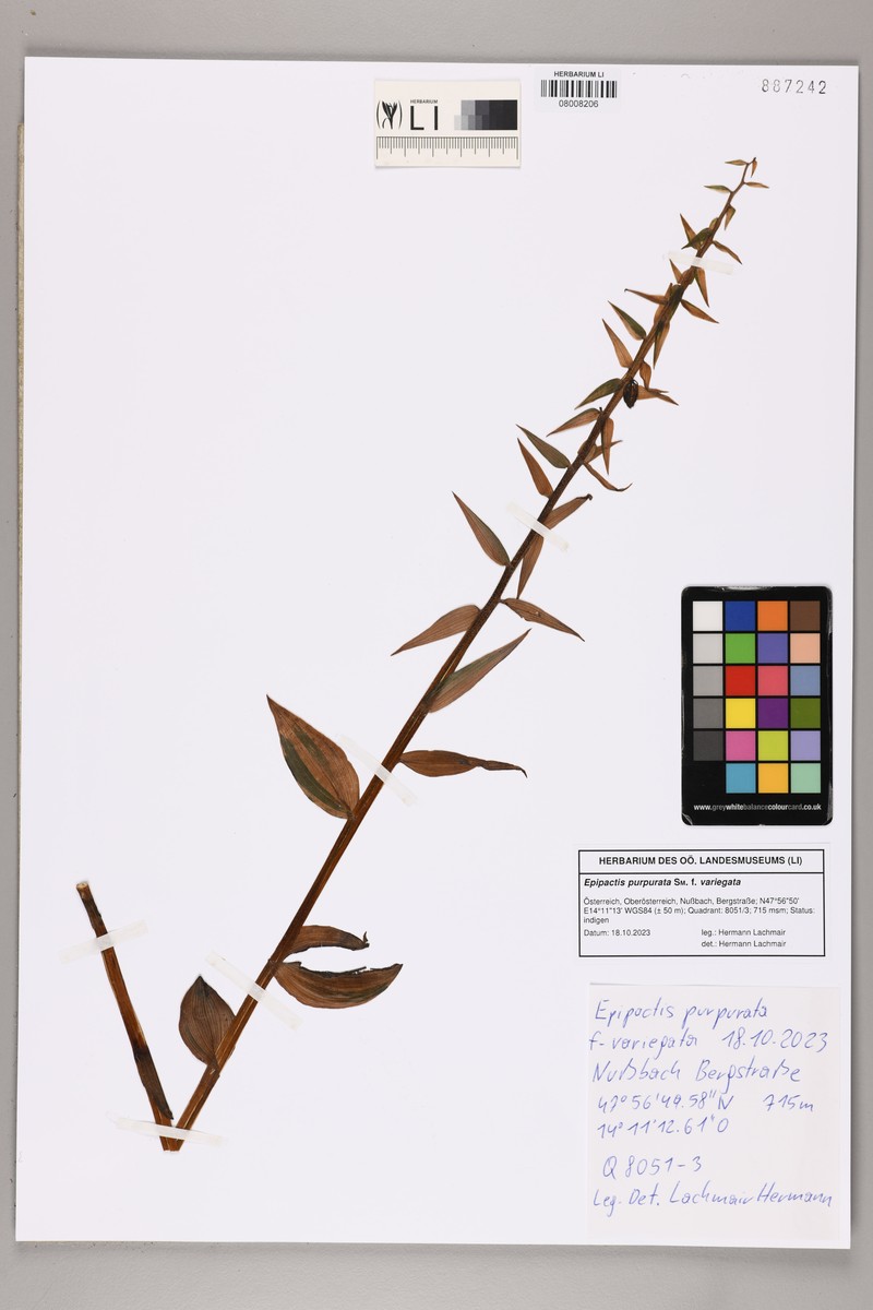 Epipactis purpurata subsp. purpurata photo 3