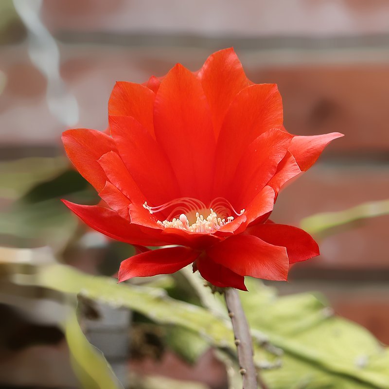 Orchid Cactus