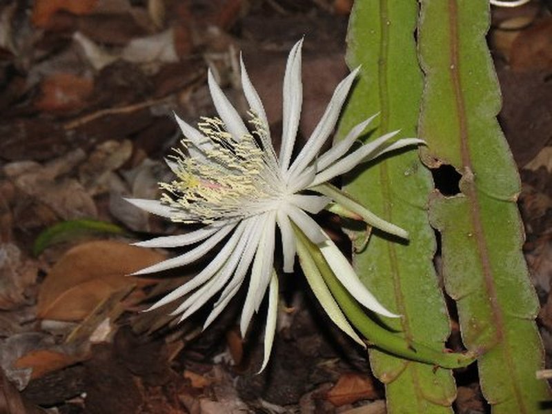 Climbing Cactus photo 3