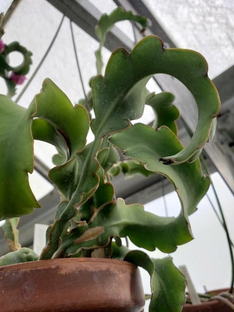 Climbing Cactus photo 4