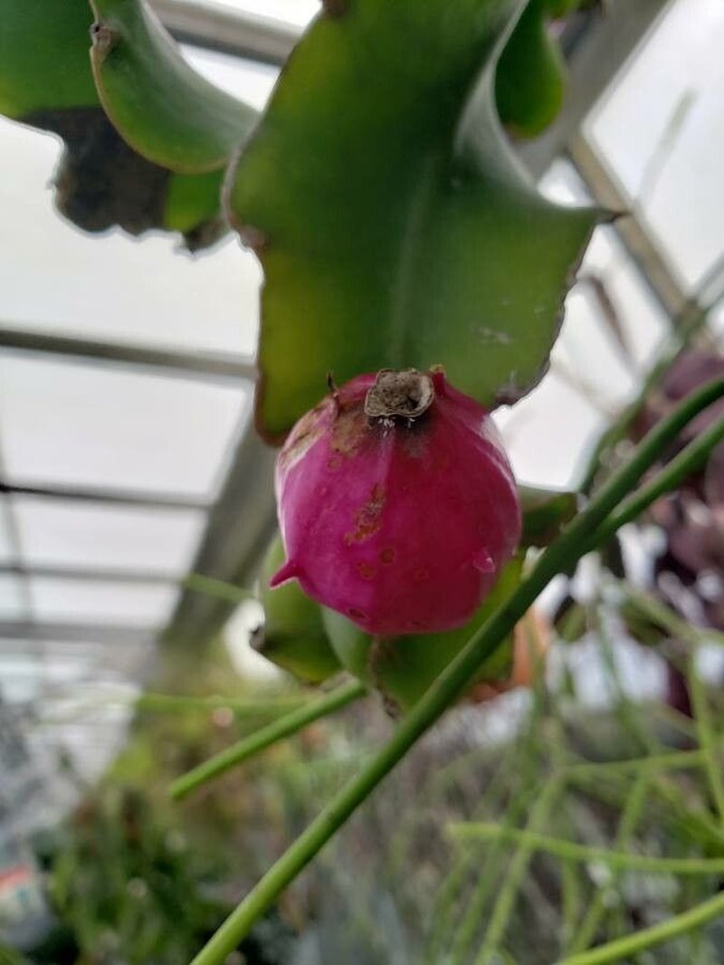 Climbing Cactus photo 8