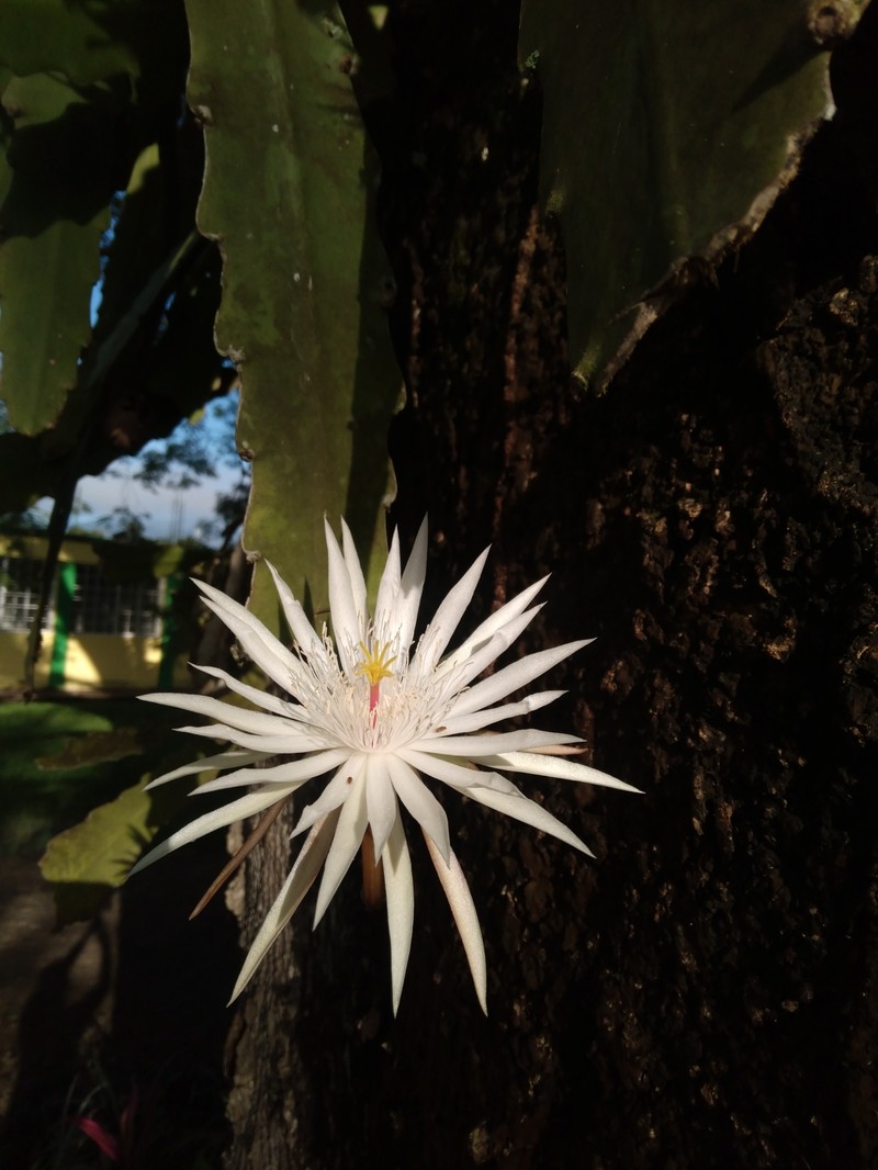 Epiphyllum hookeri subsp. hookeri