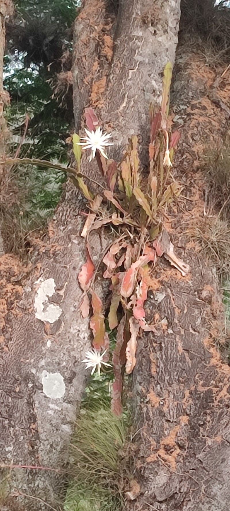 Epiphyllum hookeri subsp. hookeri photo 2