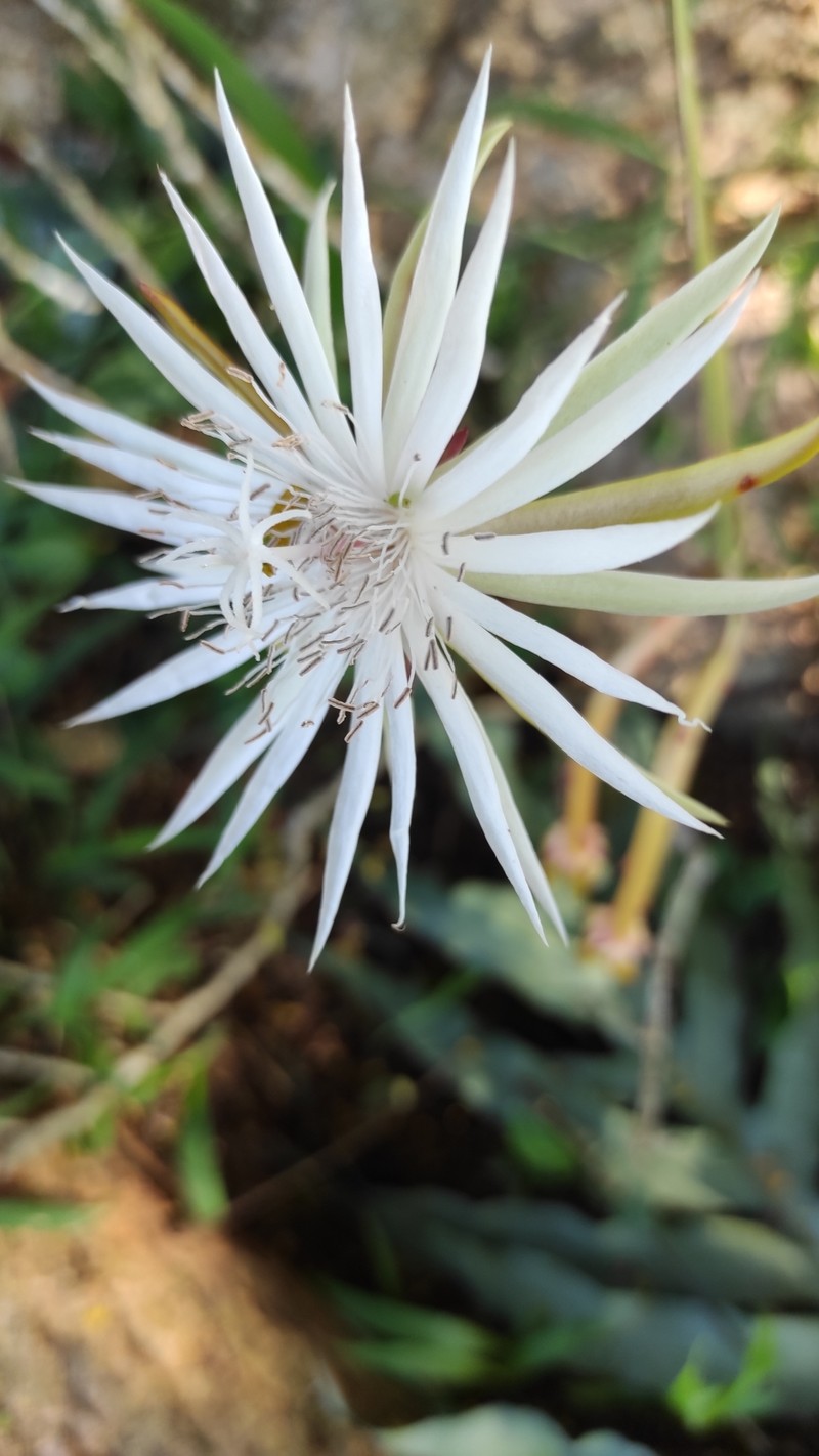 Epiphyllum hookeri subsp. hookeri photo 3