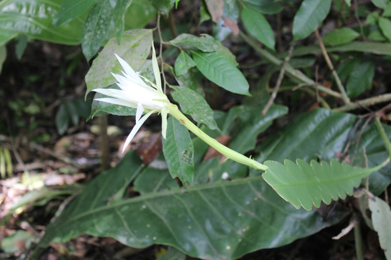 Epiphyllum hookeri subsp. hookeri photo 4