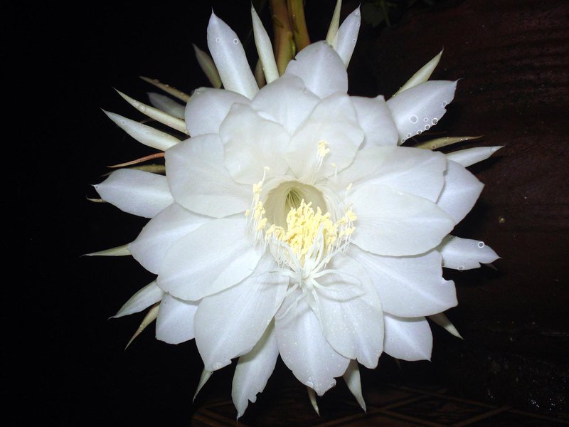 Dutchman's Pipe Cactus photo 2