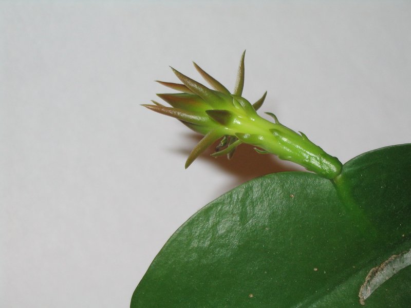 Dutchman's Pipe Cactus photo 3