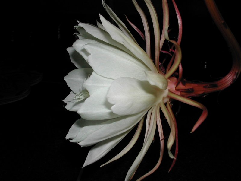 Dutchman's Pipe Cactus photo 4