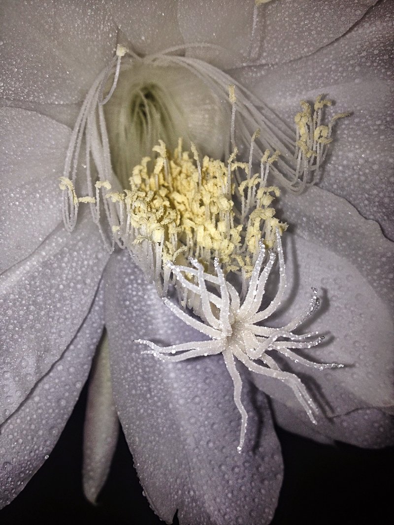 Dutchman's Pipe Cactus photo 5