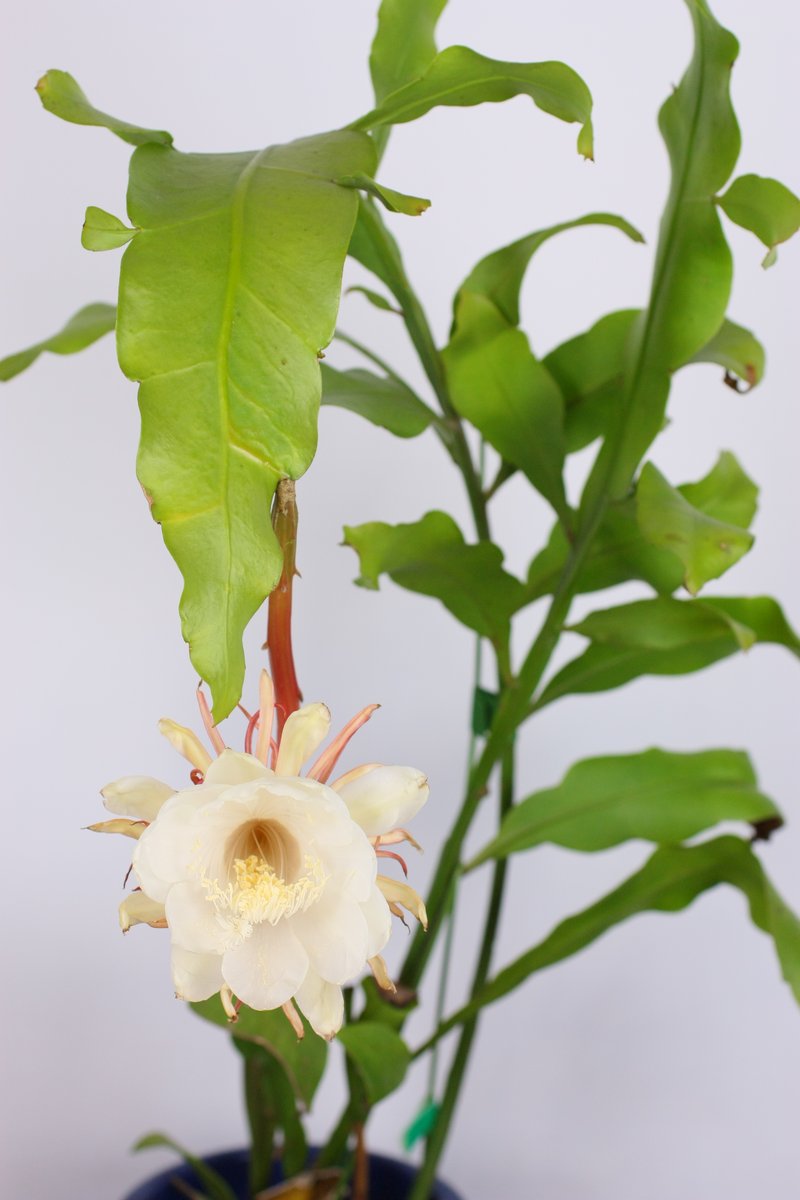 Dutchman's Pipe Cactus photo 6