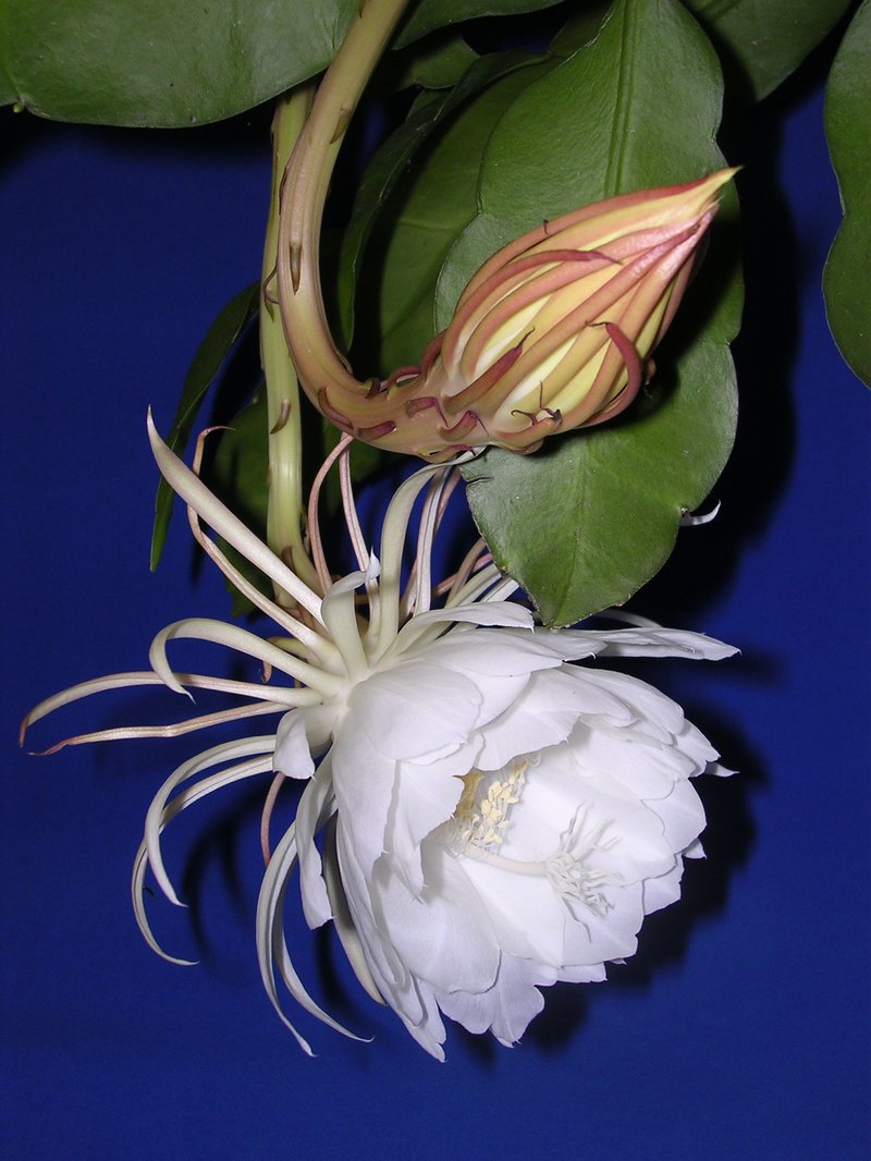 Dutchman's Pipe Cactus