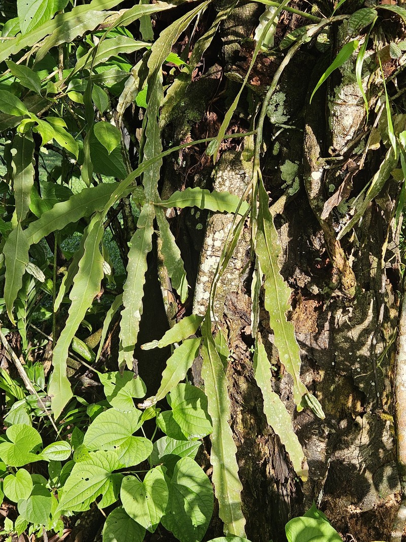 Epiphyllum phyllanthus subsp. phyllanthus photo 2