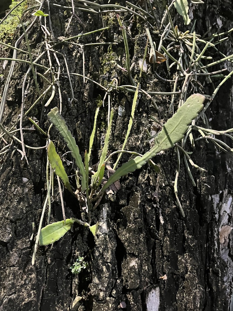 Epiphyllum phyllanthus subsp. phyllanthus photo 3