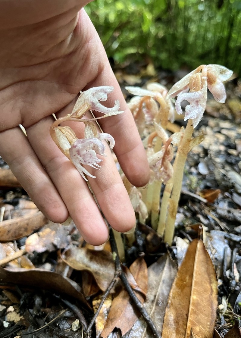 Epipogium taiwanense