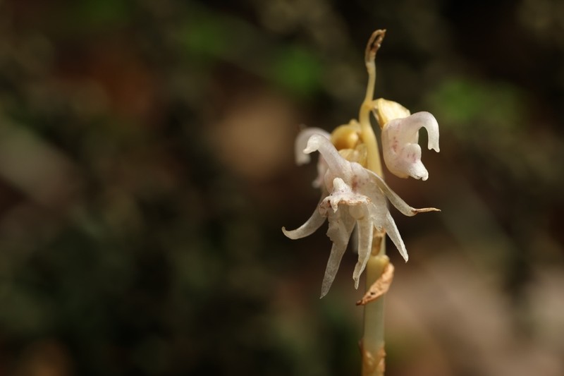 Epipogium taiwanense photo 3