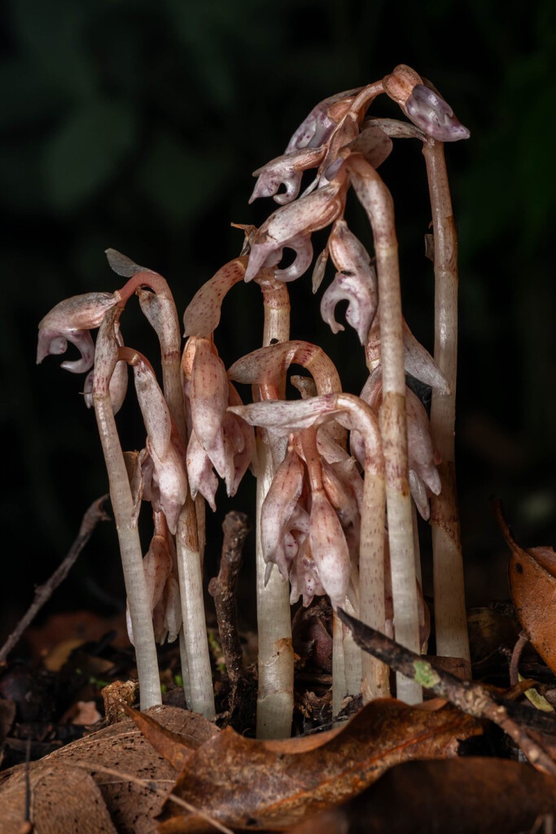 Epipogium taiwanense photo 4
