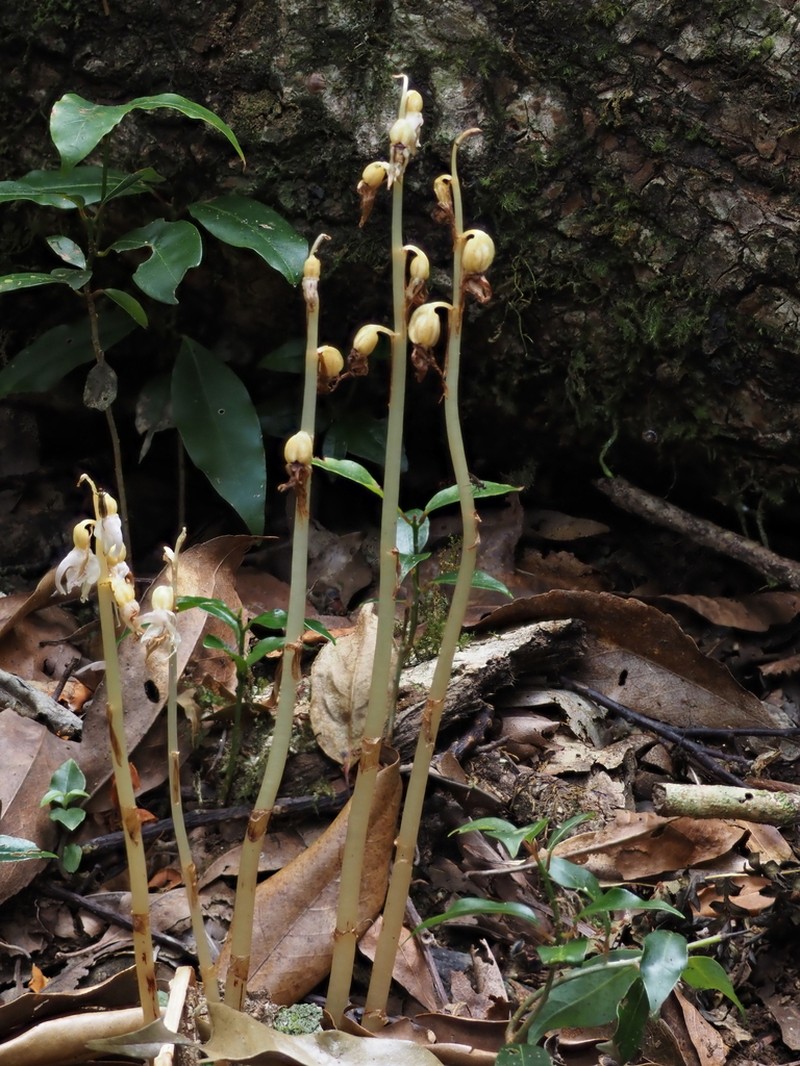Epipogium taiwanense photo 5