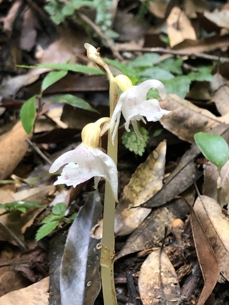 Epipogium taiwanense photo 6
