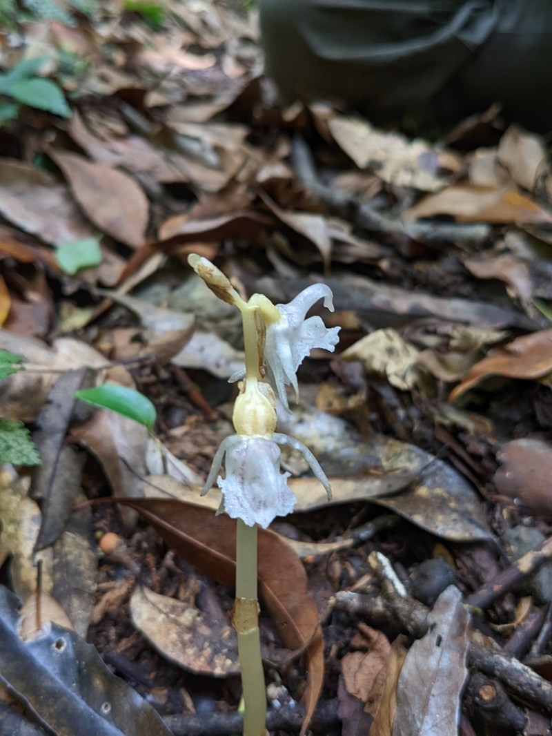 Epipogium taiwanense photo 7